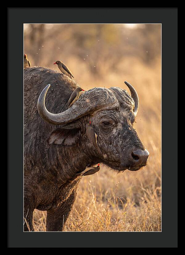 African Buffalo And Oxpecker Harmony