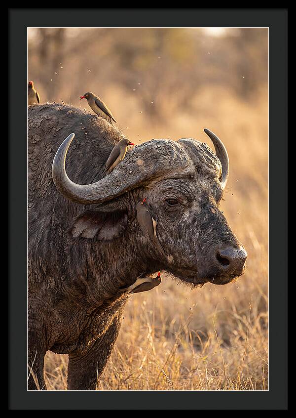 African Buffalo And Oxpecker Harmony