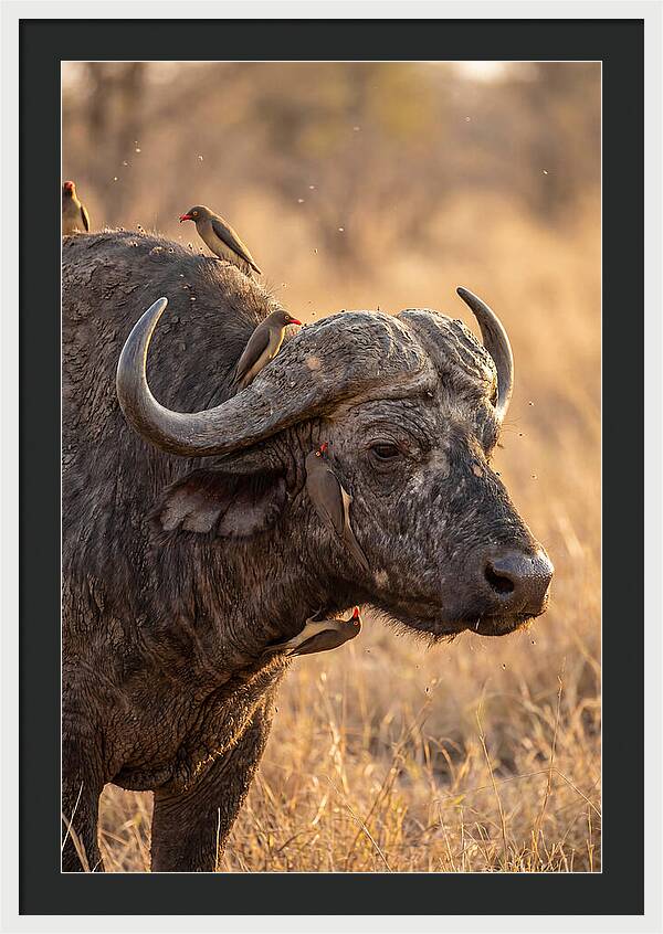 African Buffalo And Oxpecker Harmony