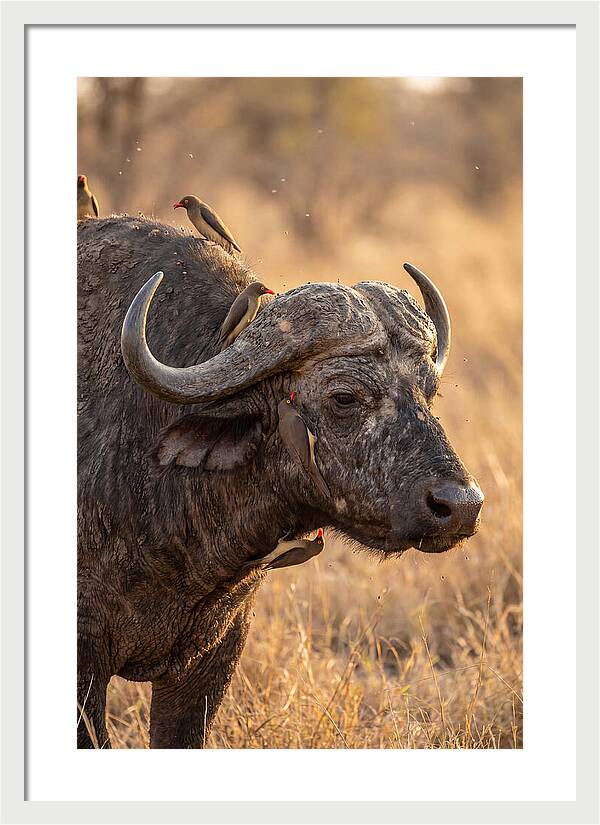 African Buffalo And Oxpecker Harmony