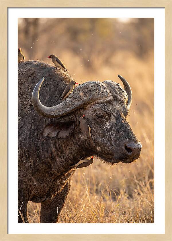 African Buffalo And Oxpecker Harmony