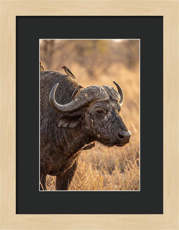 African Buffalo And Oxpecker Harmony