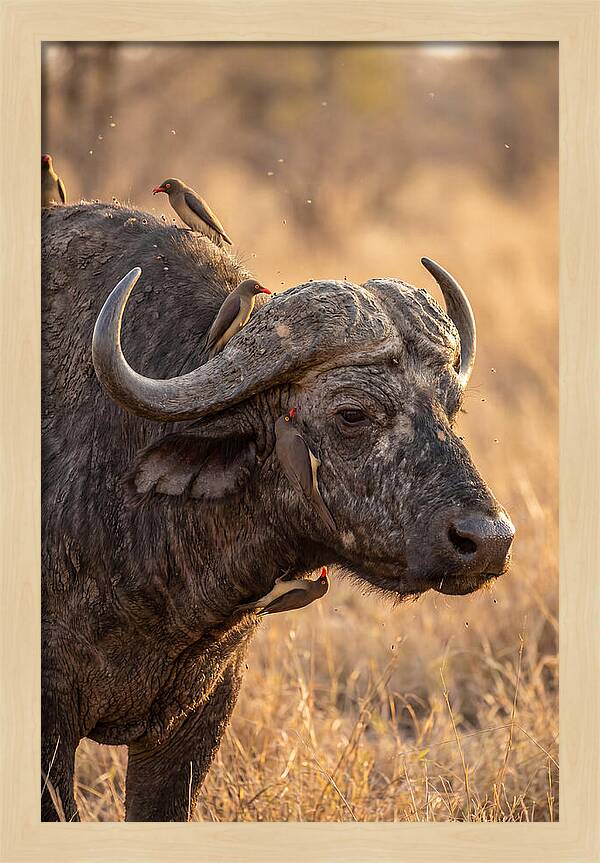 African Buffalo And Oxpecker Harmony