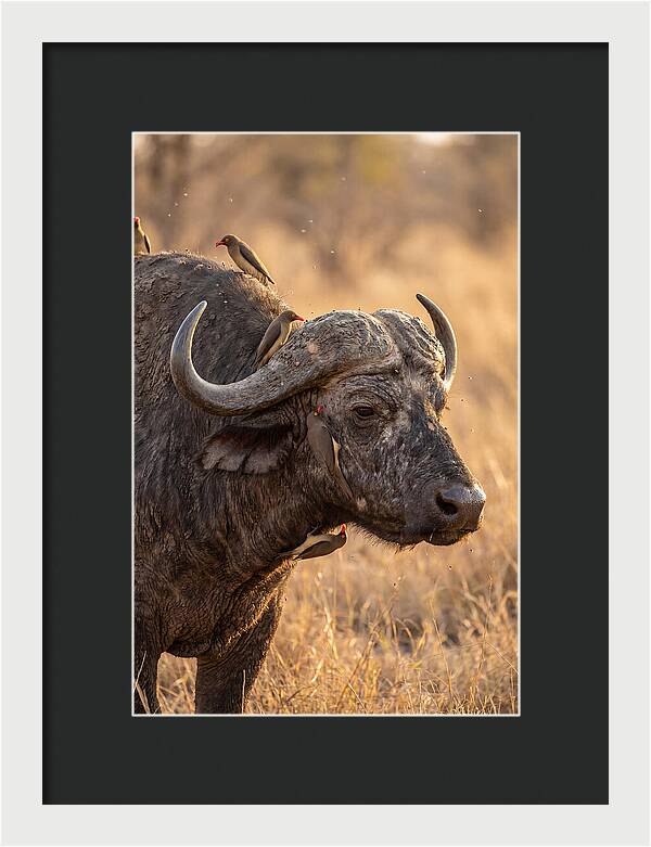 African Buffalo And Oxpecker Harmony