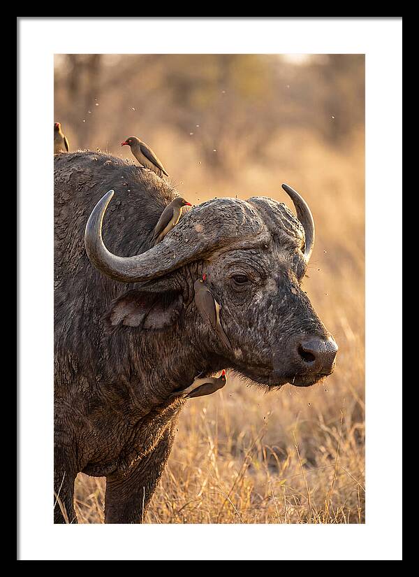African Buffalo And Oxpecker Harmony