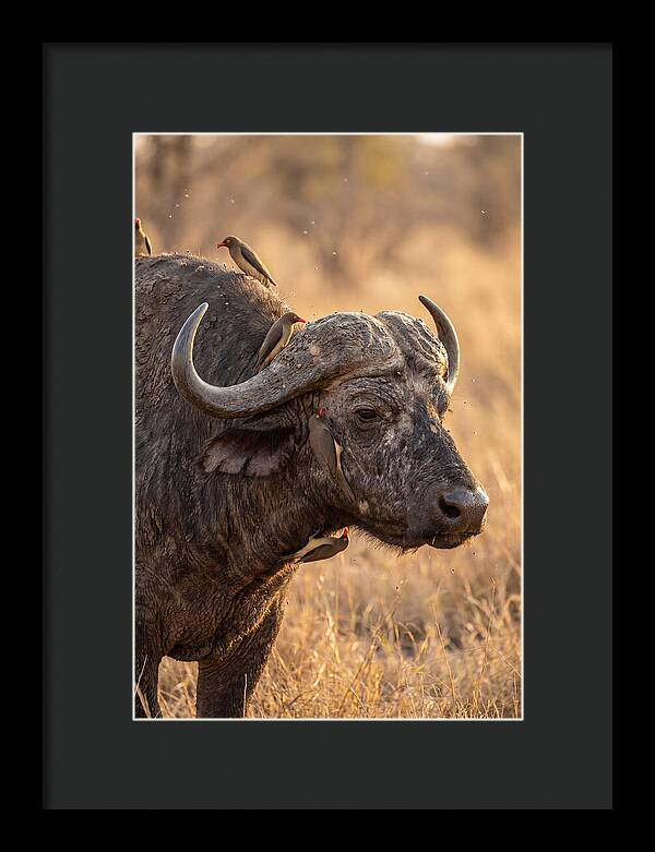 African Buffalo And Oxpecker Harmony