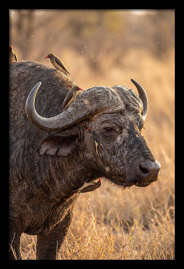 African Buffalo And Oxpecker Harmony