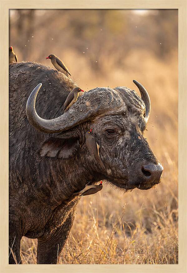African Buffalo And Oxpecker Harmony