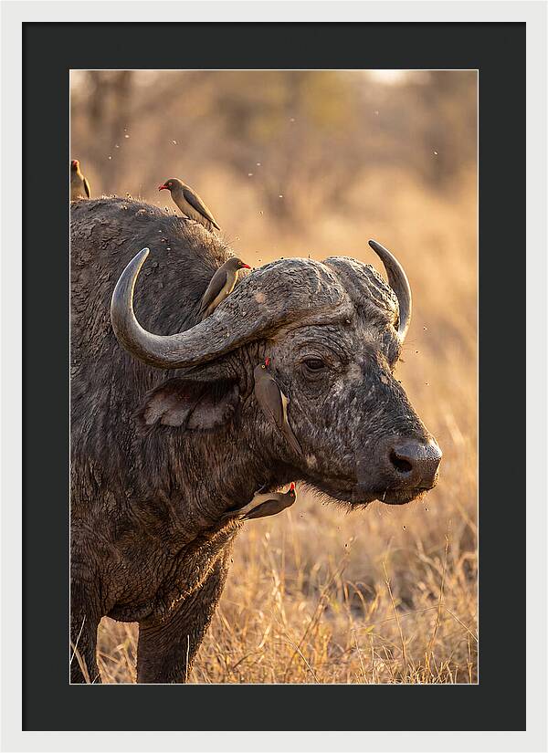 African Buffalo And Oxpecker Harmony