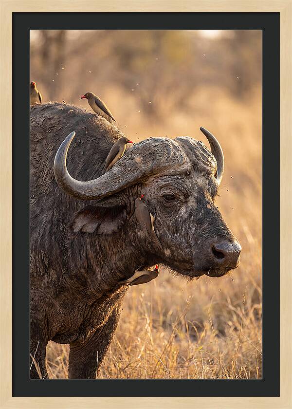 African Buffalo And Oxpecker Harmony