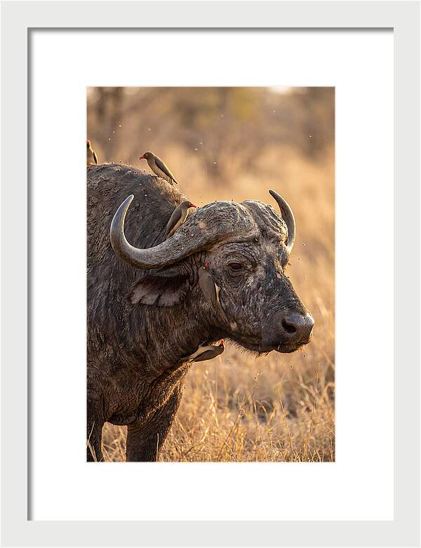 African Buffalo And Oxpecker Harmony
