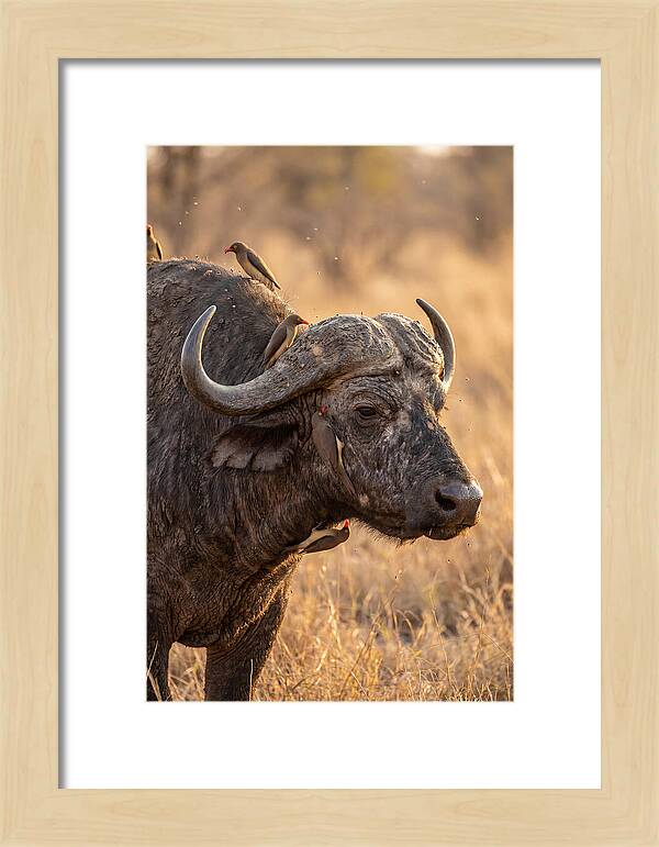 African Buffalo And Oxpecker Harmony