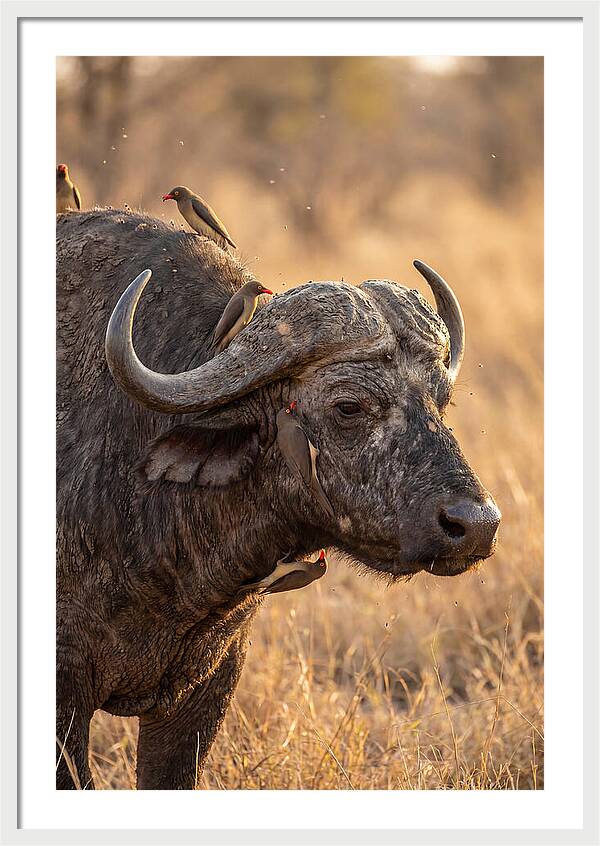 African Buffalo And Oxpecker Harmony