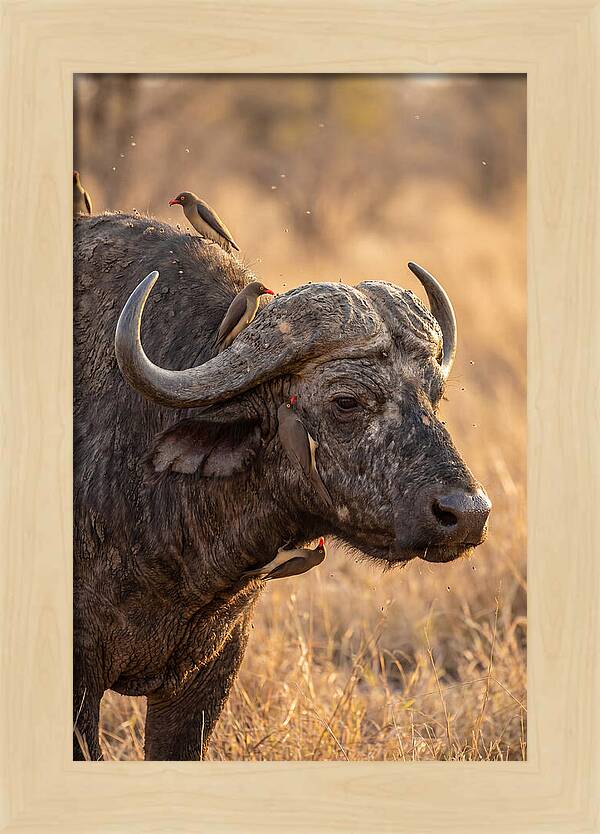 African Buffalo And Oxpecker Harmony