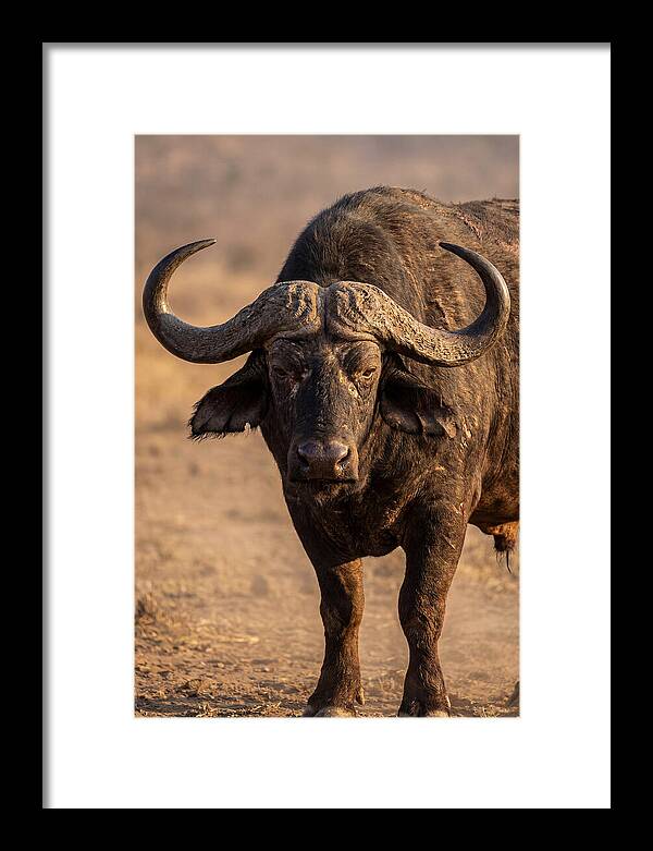 African Buffalo Bull Close Up