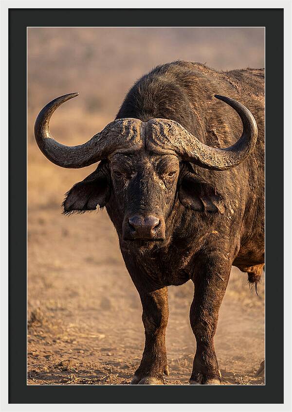 African Buffalo Bull Close Up