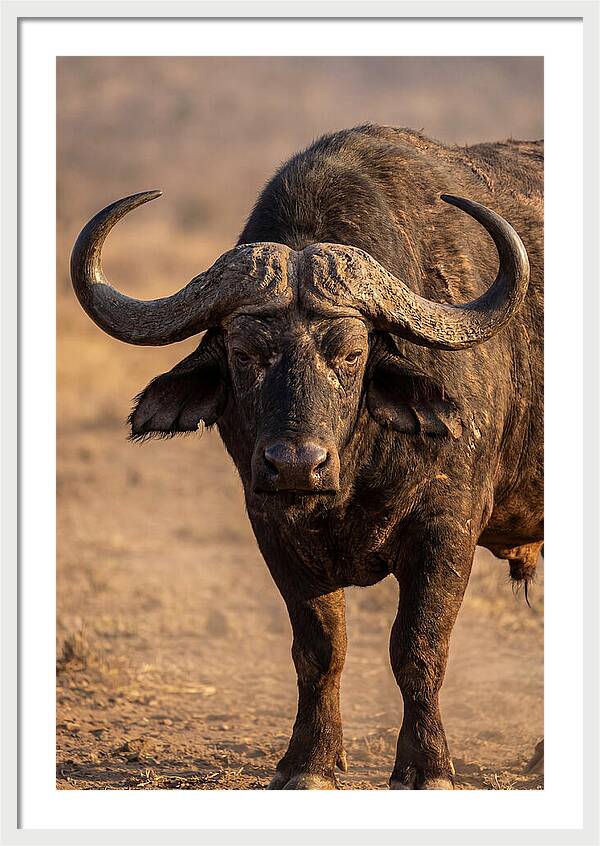 African Buffalo Bull Close Up