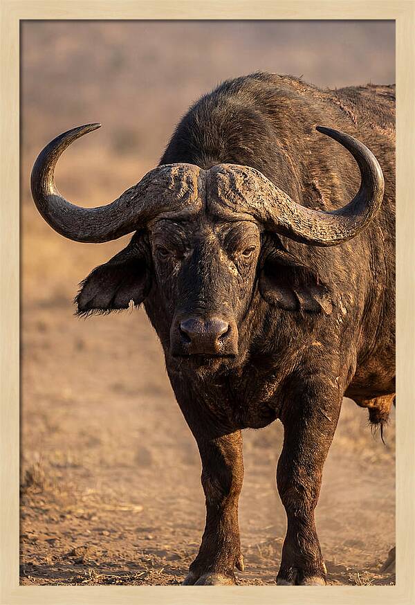 African Buffalo Bull Close Up