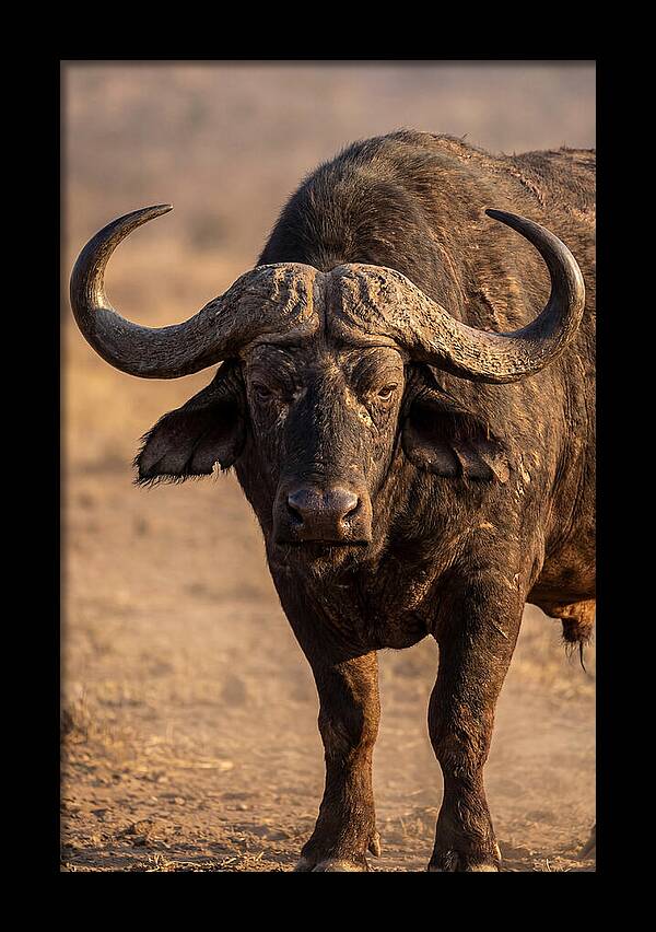 African Buffalo Bull Close Up