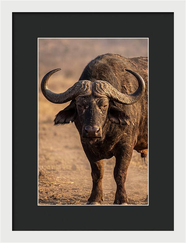 African Buffalo Bull Close Up