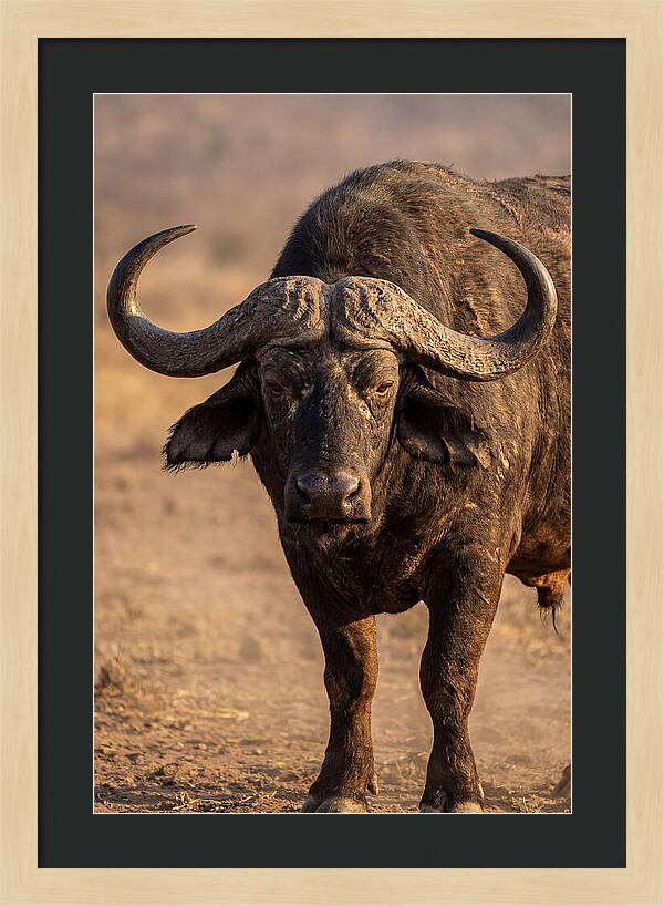 African Buffalo Bull Close Up