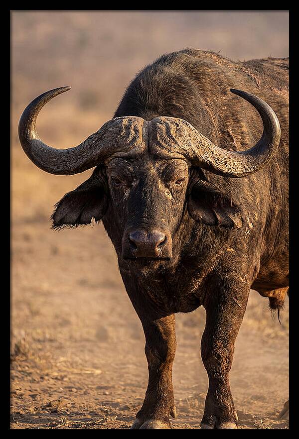 African Buffalo Bull Close Up