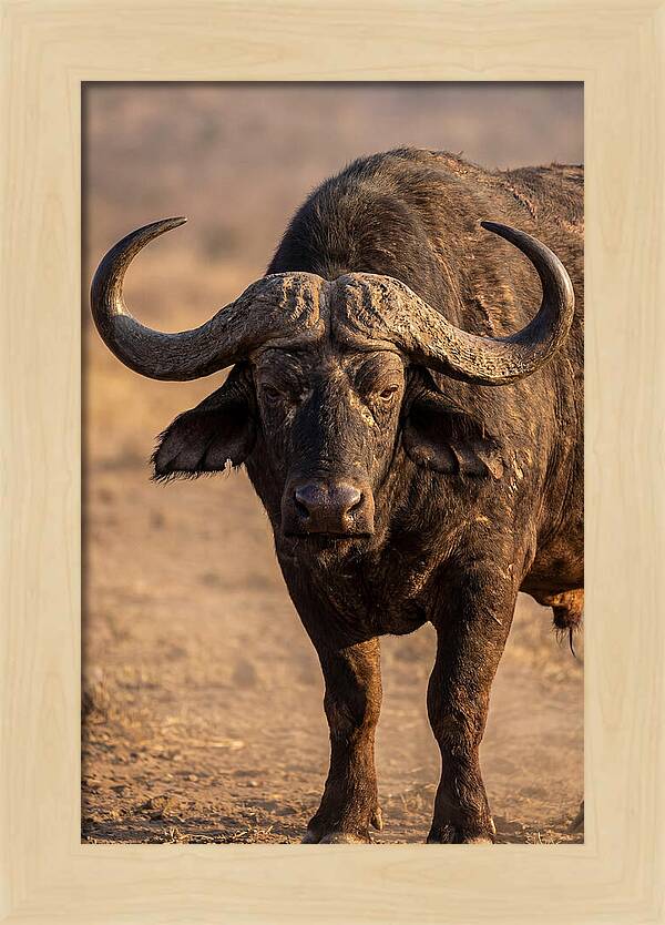 African Buffalo Bull Close Up