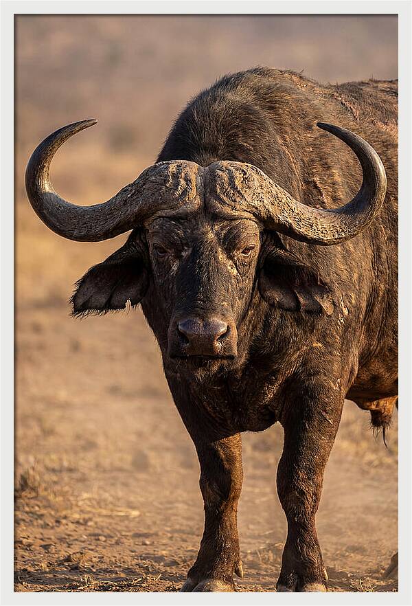 African Buffalo Bull Close Up
