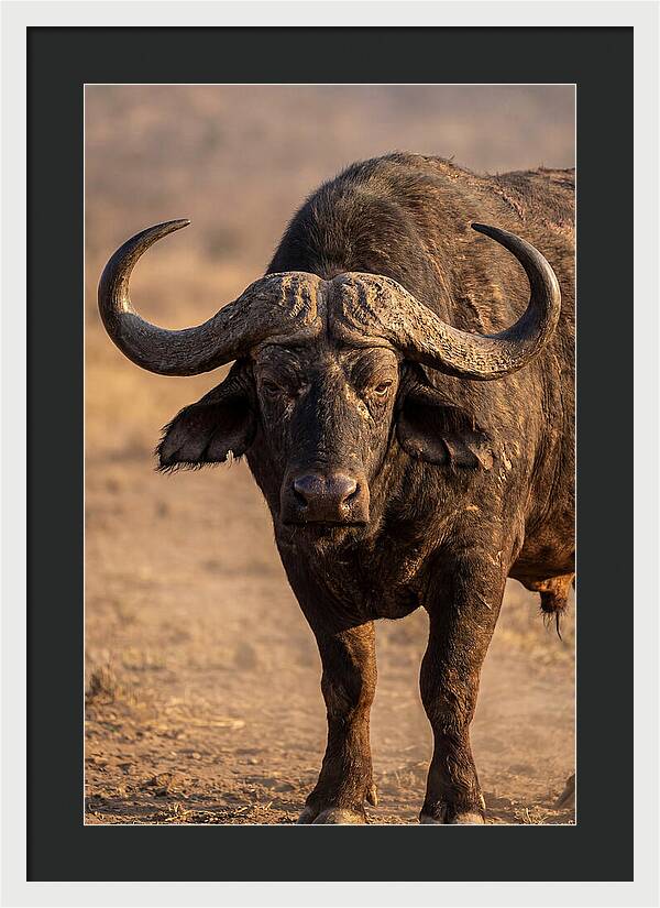 African Buffalo Bull Close Up