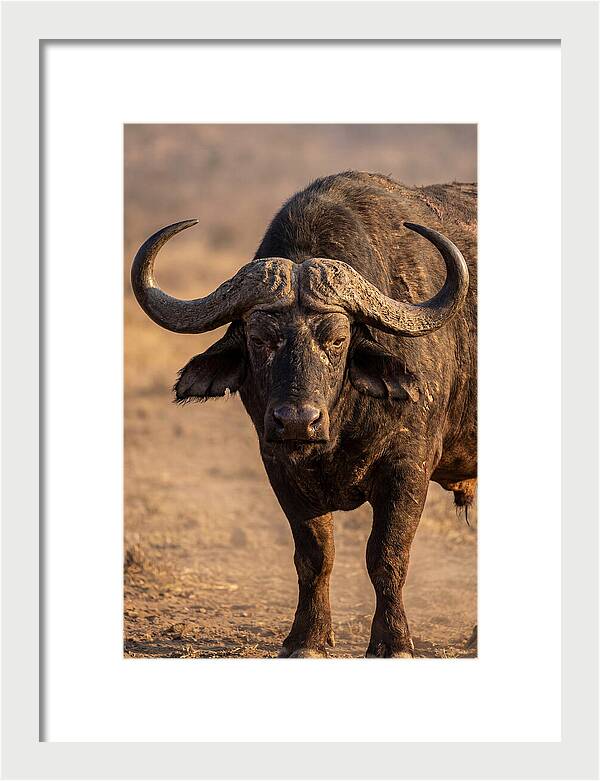 African Buffalo Bull Close Up