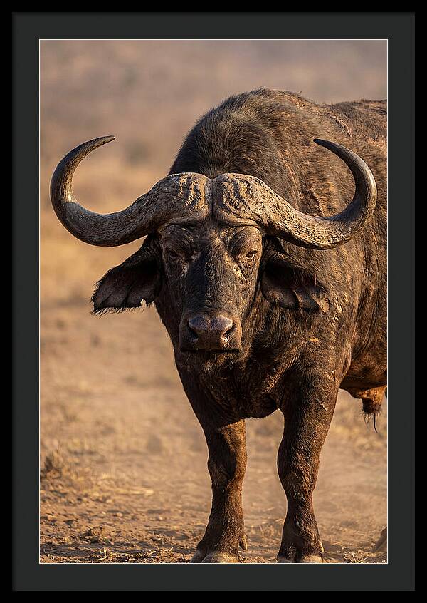 African Buffalo Bull Close Up