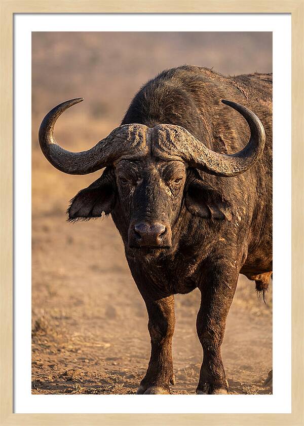 African Buffalo Bull Close Up