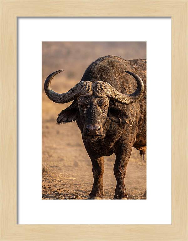 African Buffalo Bull Close Up