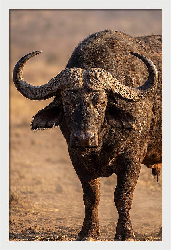 African Buffalo Bull Close Up