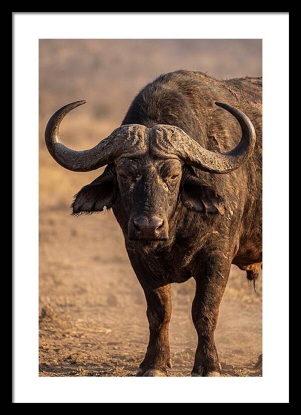 African Buffalo Bull Close Up