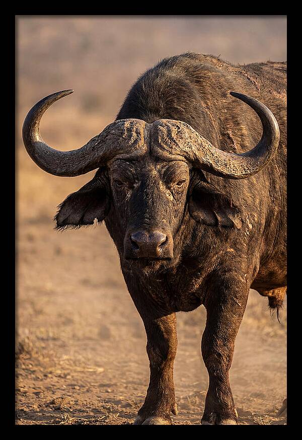 African Buffalo Bull Close Up