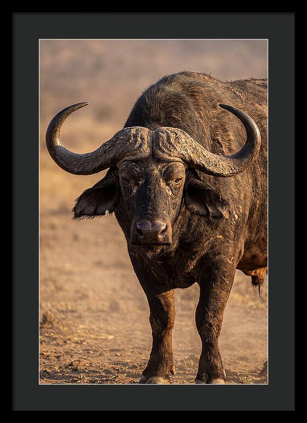 African Buffalo Bull Close Up
