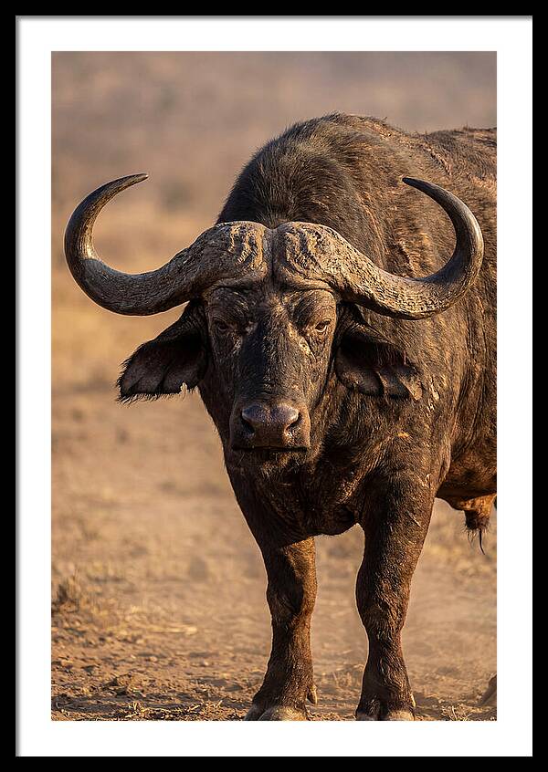 African Buffalo Bull Close Up