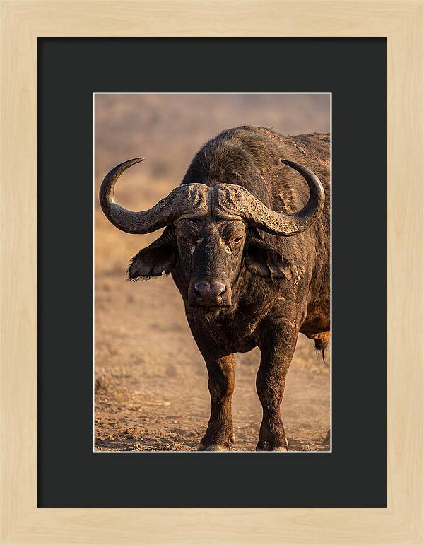 African Buffalo Bull Close Up