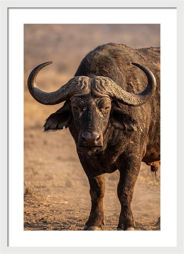 African Buffalo Bull Close Up