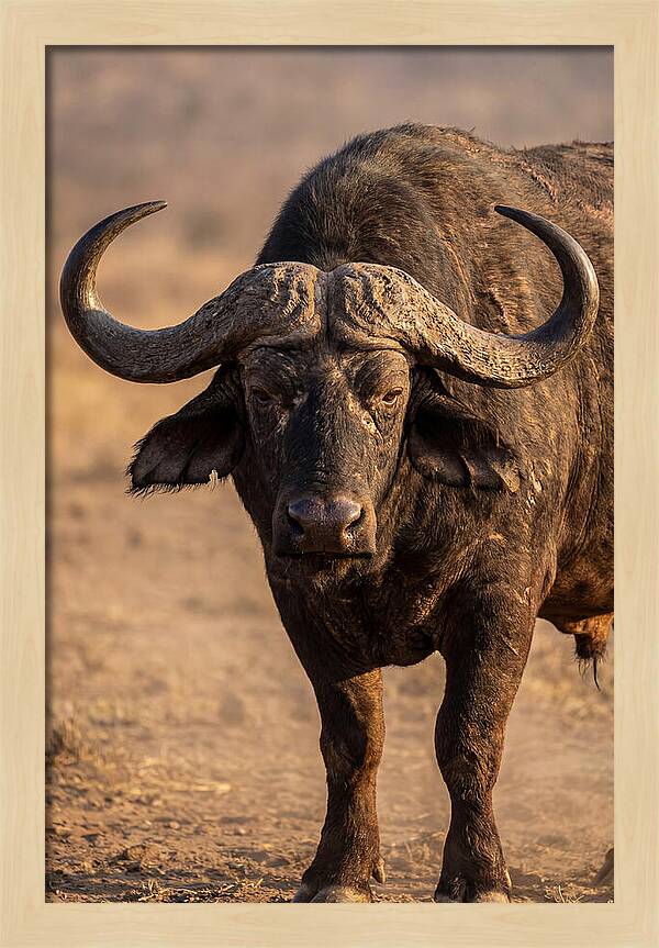 African Buffalo Bull Close Up