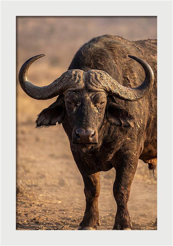 African Buffalo Bull Close Up