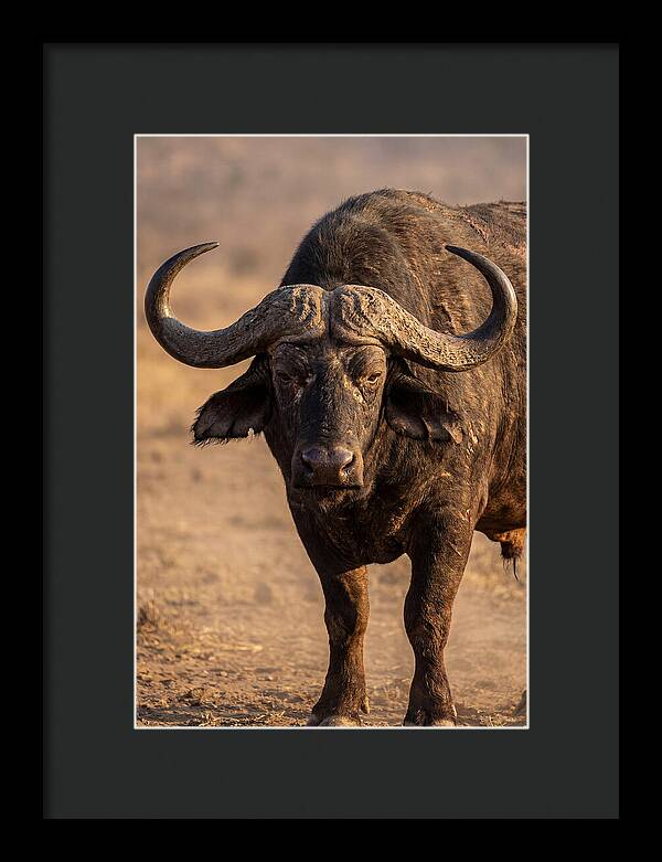 African Buffalo Bull Close Up