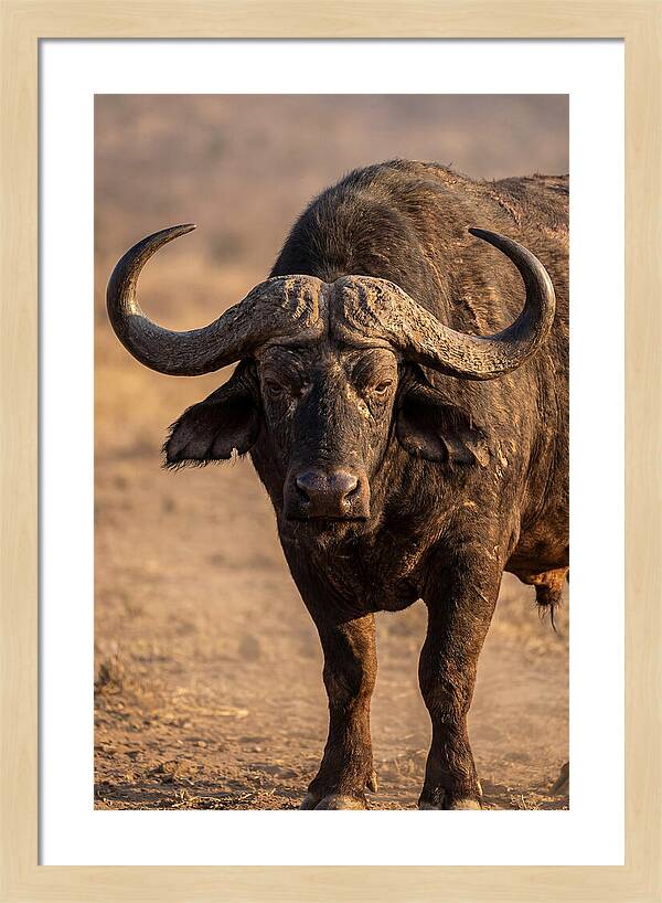 African Buffalo Bull Close Up