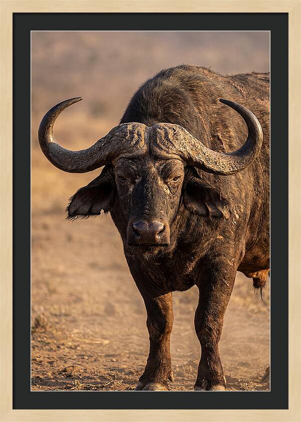African Buffalo Bull Close Up