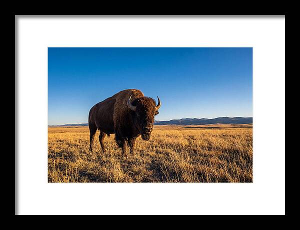African Buffalo Bull On Plains