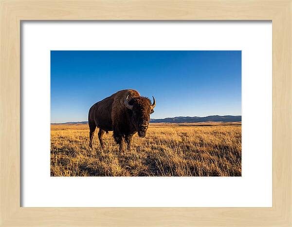 African Buffalo Bull On Plains