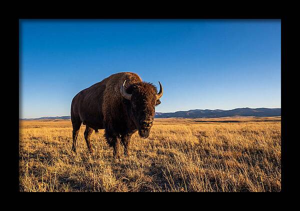 African Buffalo Bull On Plains