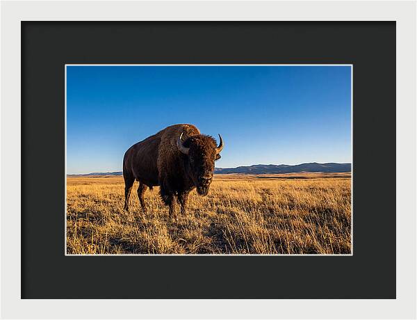 African Buffalo Bull On Plains