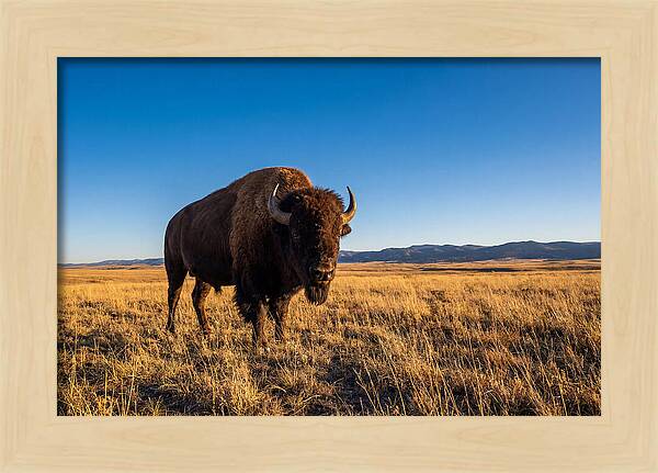 African Buffalo Bull On Plains